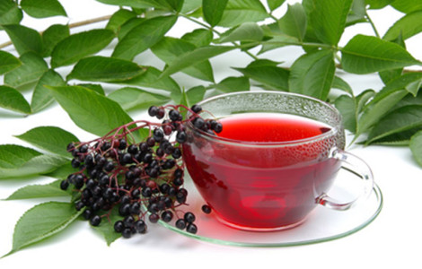 Elderberry For A Powerful Immune System