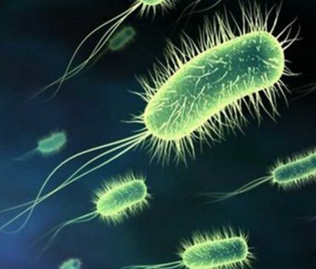 Bladder Infection bacteria attack
