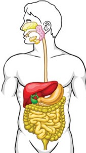 Top reasons why you likely need digestive enzymes