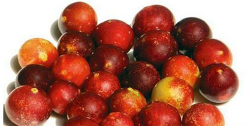 Camu Camu Berry For A Powerful Immune System