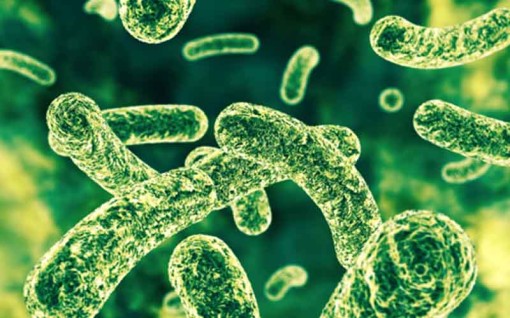 Probiotics are good health optimizing dietary supplements