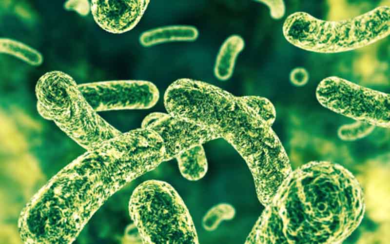 Probiotics are good health optimizing dietary supplements