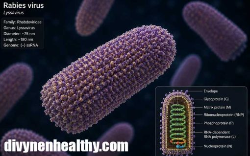 Rabies Virus A Deadly but Preventable Disease